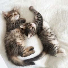 two gray kittens lie playing on the couch kitten yawns a heart © Aksana