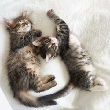 two gray kittens lie playing on the couch kitten yawns a heart