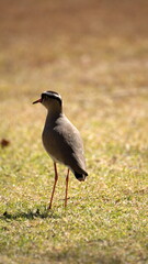 Obraz premium Crowned lapwing (Vanellus coronatus) at the botanical garden in Pretoria, South Africa