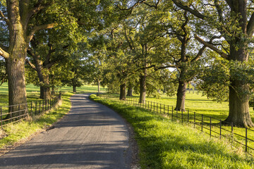 Fototapeta premium Evening light on an avenue of old oak trees beside a lane between the Cotswold villages of Stanton and Stanway Gloucestershire UK