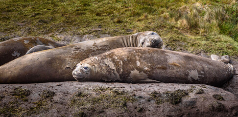 South Georgia elephant seals