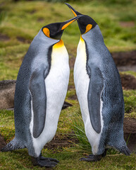 Fototapeta premium King penguins
