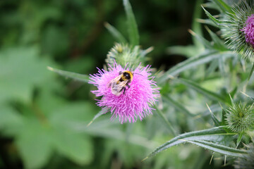 Biene auf pinker Blüte