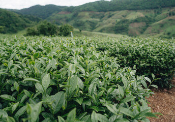 Tea plantation in mountain, Doi Mae Salong