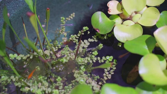 めだか
