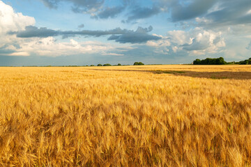 Gold wheat field in summer time