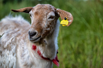 portrait of a goat
