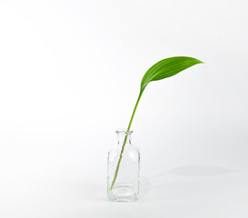 Green leaf in a vase on a light background. 