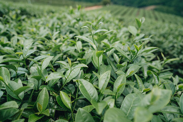 Tea plantation in mountain, Doi Mae Salong