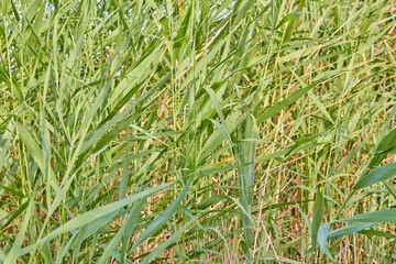 green wheat field