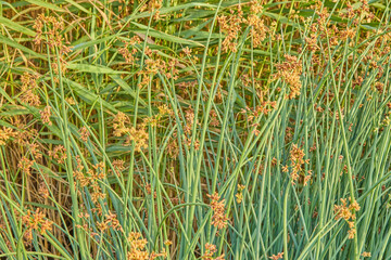 green grass background