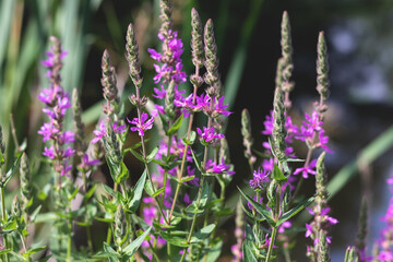 Obraz premium Lavender bushes, flowers in summer closeup, selective focus, aromatherapy