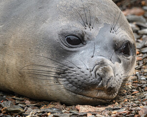 Fototapeta premium Grytviken seal