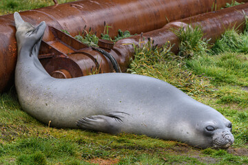Fototapeta premium Grytviken seal