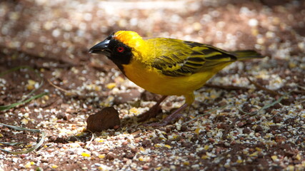 Southern masked weaver (Ploceus velatus) eating bird seed on the ground in a backyard in Pretoria, South Africa