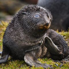 Grytviken seal pup