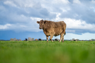 Close up of Angus and Murray Grey Cows eating long pasture in Australia