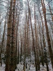 Fototapeta premium winter forest with snow