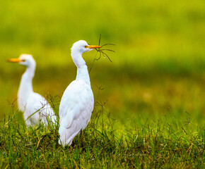 Cattle egret in morning sun grazing for insects