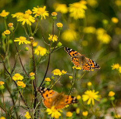 Painted Lady butterfly feeding on Arfaj plant flowers in desert in kuwait