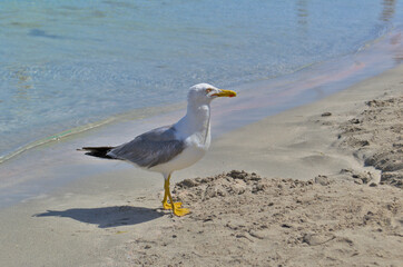 An albatross is looking for food on a sandy beach.