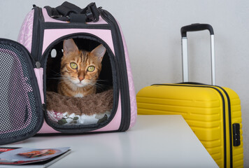 A Bengal cat looks curiously from a carrier next to a suitcase.