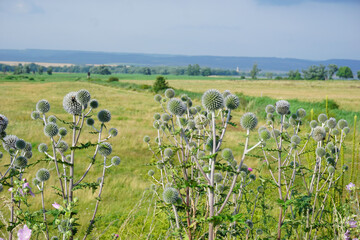 Disteln am Wegesrand 