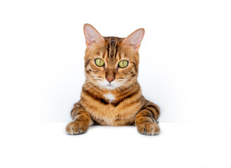 Bengal cat hanging on blank sign isolated on white background