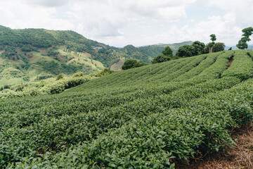 Fototapeta na wymiar Tea plantation in mountain, Doi Mae Salong