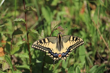 Machaon