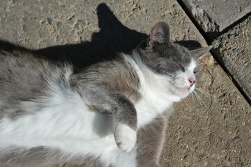 Gray and white cat laying on the floor