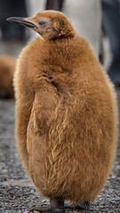 Juvenile King penguin © expatphotos