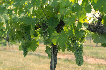 Grapes growing on the vine in a vineyard