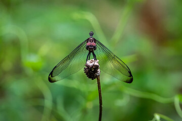 dragonfly on a plant