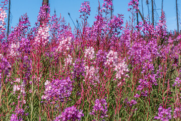 Naklejka premium Wild Fireweed flowers in pink, purple and white in wilderness area of sub arctic Canada during July with bright blue sky background. 