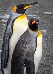Fototapeta premium King penguins