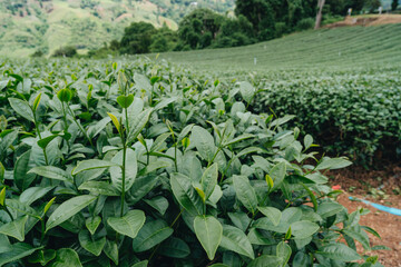 Fototapeta premium Tea plantation in mountain, Doi Mae Salong