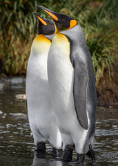 King penguins