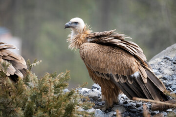 Bearded vulture sits on ledge next to needle branches in front of a blurred background