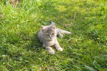 a gray kitten lies on the grass. He saw something interesting