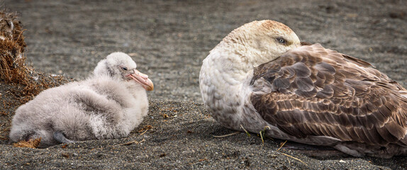 Petrel and chick