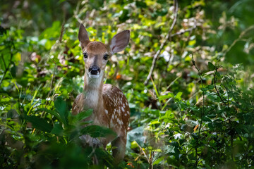 fawn in the forest