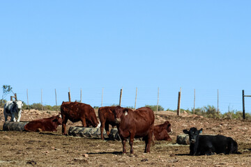 Feedlot: South Africa Little Karoo