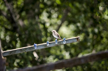 Pied flycatcher  (Ficedula hypoleuca) on a birch branch. Close-up, green background. Songbird of the flycatcher family (Muscicapidae).