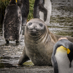 Naklejka premium South Georgia elephant seal