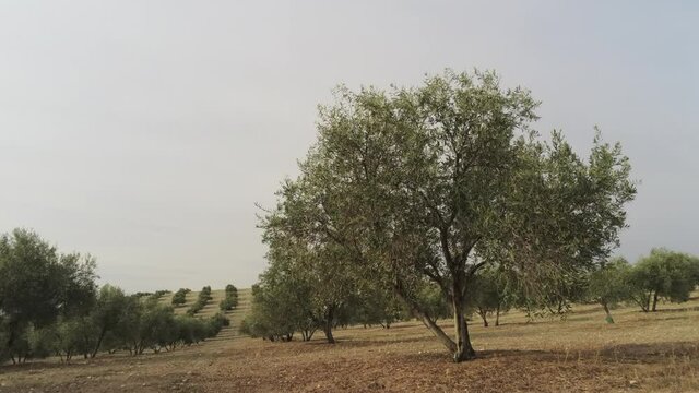 Olivares de Ja&eacute;n