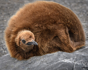 Juvenile King penguin © expatphotos