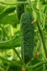 Greenhouse cucumber