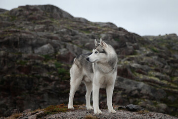 Husky dog stands on a rock near the village of Teriberka on the Barents Sea coast. Kola Peninsula, Russia.