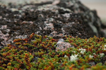 Moss and yagel on the northern rocks, plants and nature of the Arctic Ocean. Teriberka village, Kola Peninsula, Russia, Barents Sea.